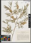 Foto von Salix michelsonii Goerz ex Nasarow